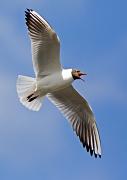 Lachmoewe - Black-headed Gull  (Larus ridibundus)